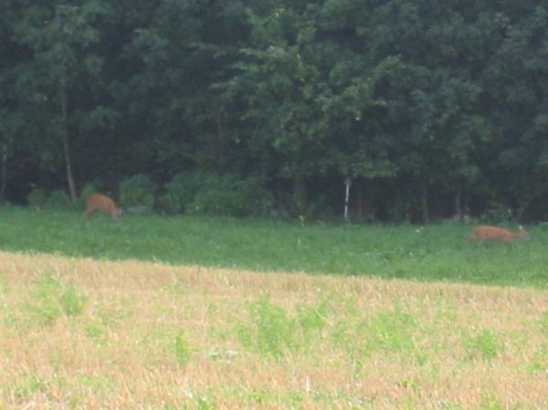 IMG_1123