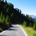 47_gavia